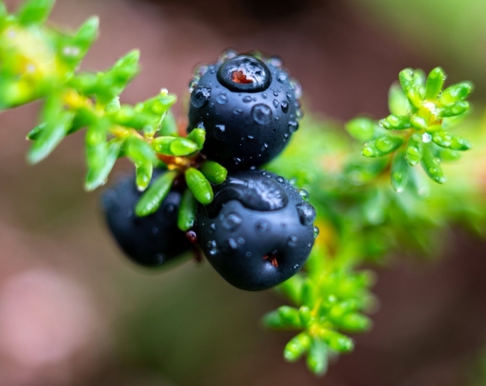 Шикша черная водяника сибирская