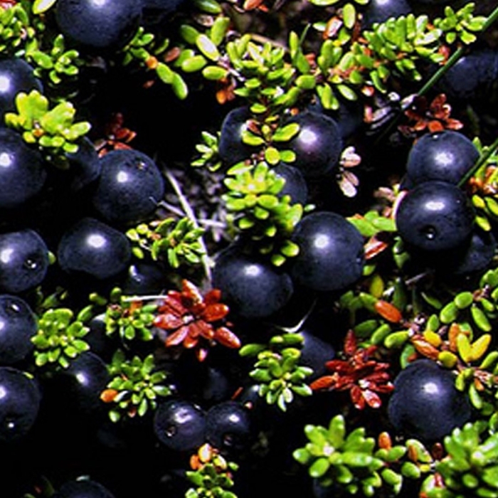 Ягода северная шикша