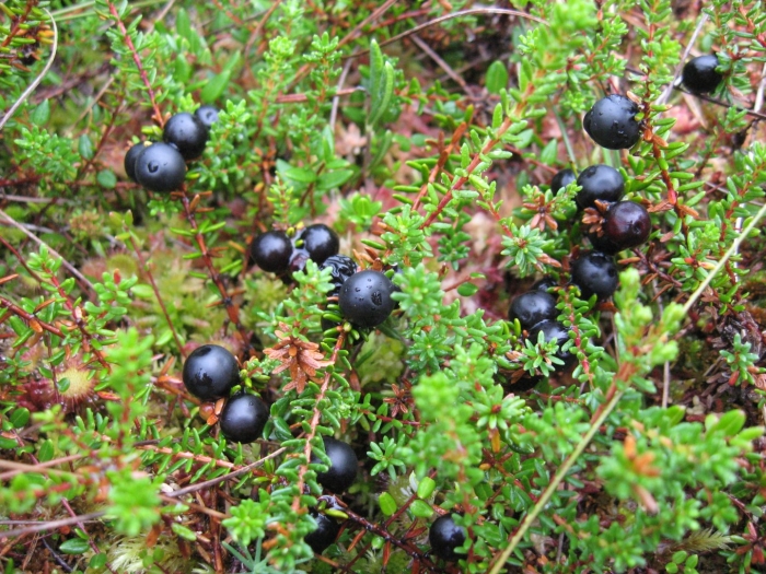 Шикша водяника сибирская