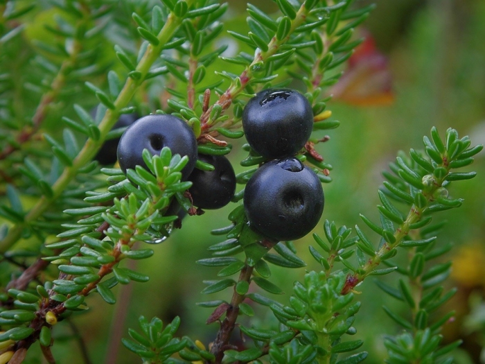 Вороника шикша