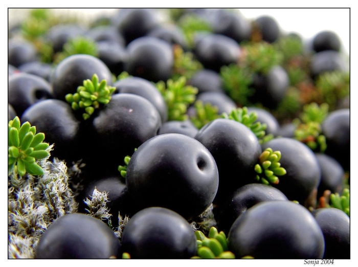 Водяника шикша