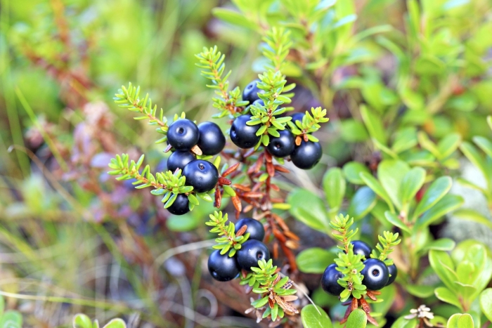 Вороника шикша