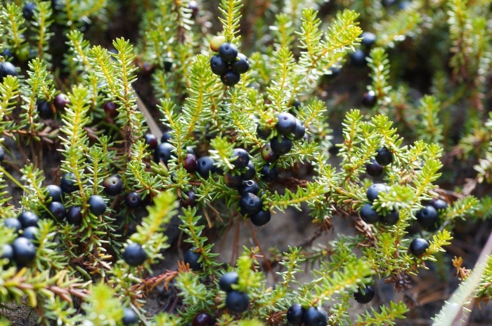 Шикша ягода