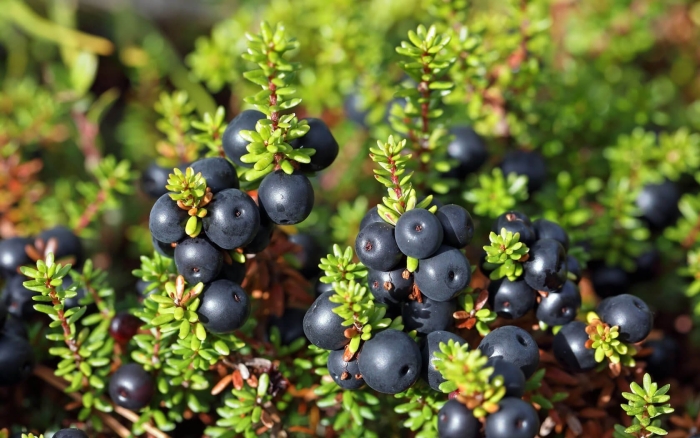 Ягода северная шикша