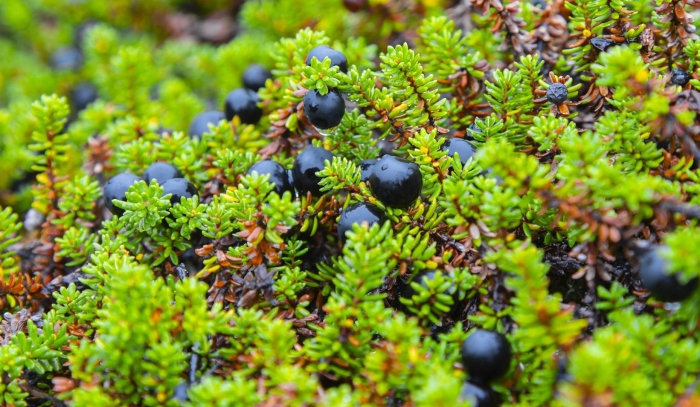 Вороника кольского полуострова