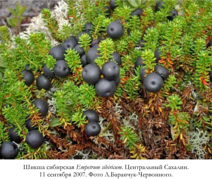 Вороника шикша