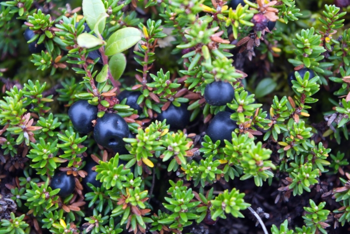 Вороника шикша