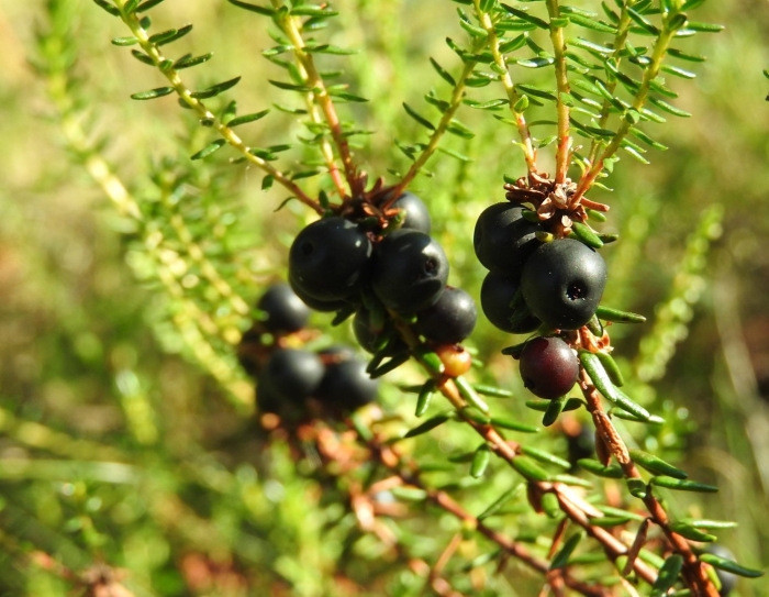Шикша водяника сибирская