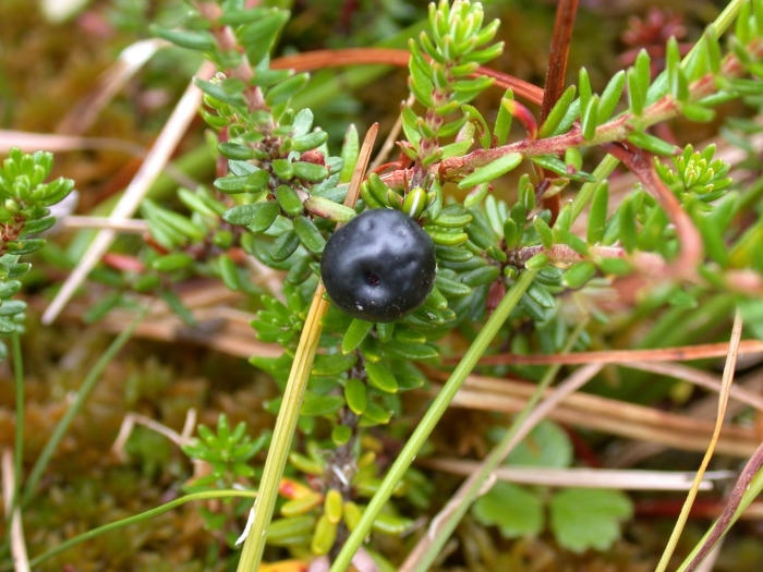 Empetrum nigrum