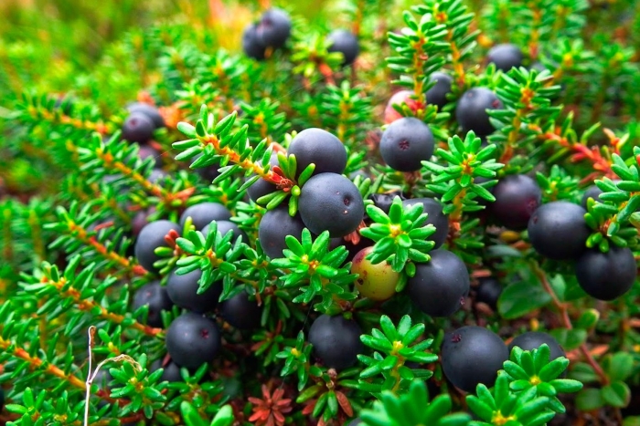 Водяника черная шикша вороника