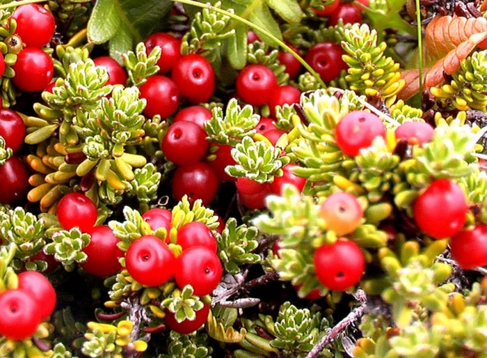Брусника (vaccinium vitis-idaea)