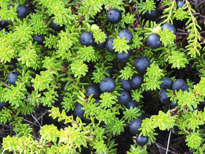 Вороника шикша