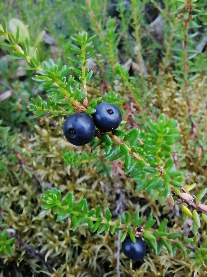 Вороника (водяника)