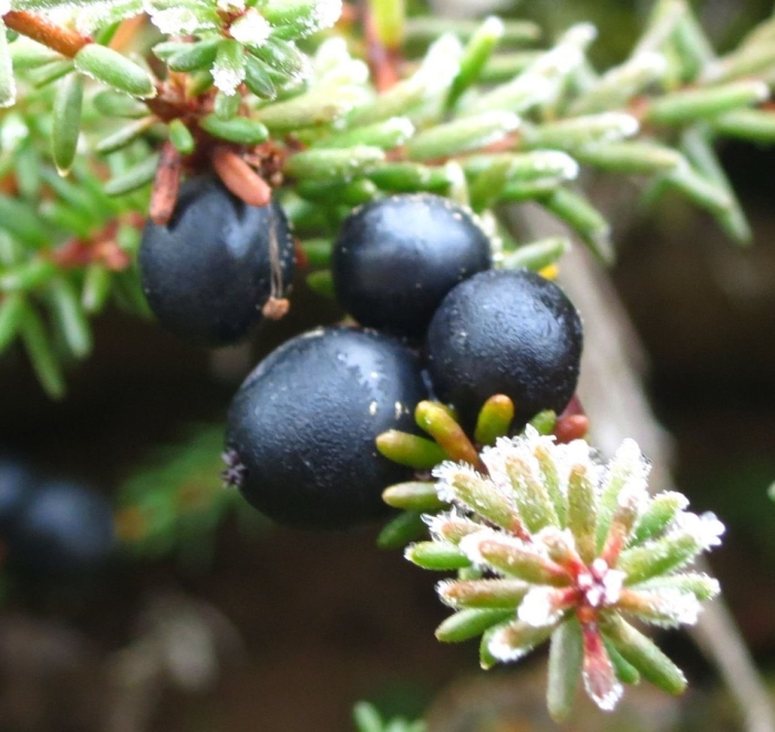 Вороника ягода