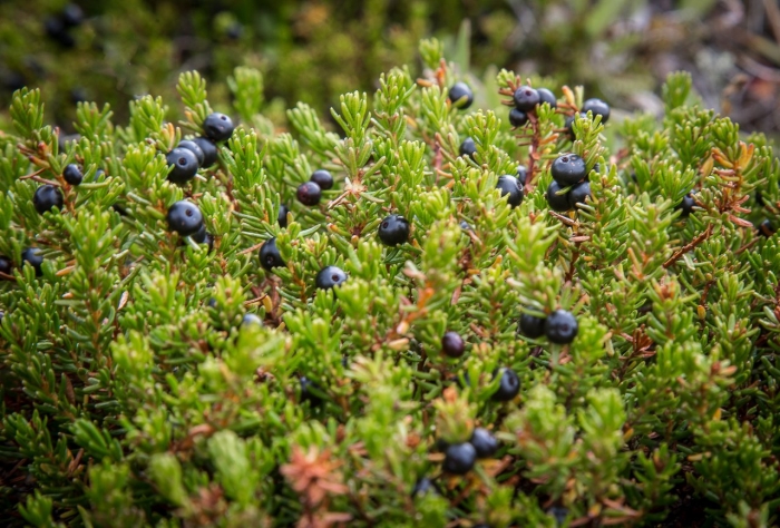 Шикша алтайская