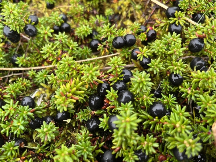 Шикша камчатка