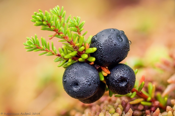 Шикша черная водяника сибирская
