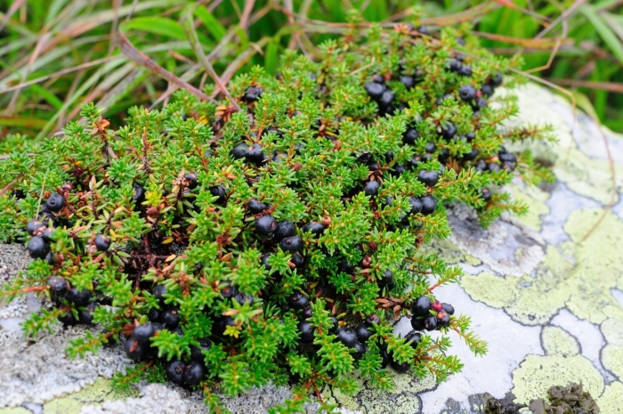 Водяника растение