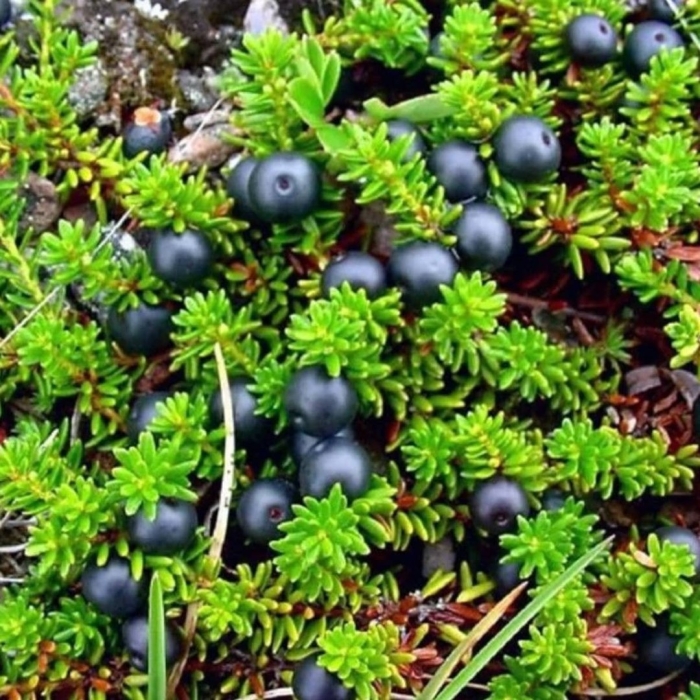 Водяника черная шикша вороника