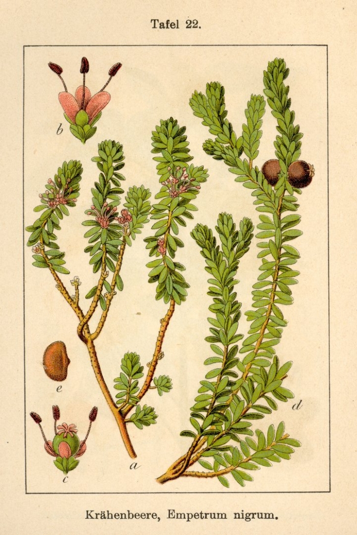 Empetrum nigrum subsp hermaphroditum