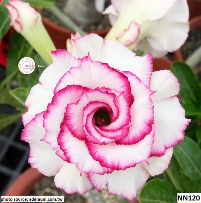 Адениум обесум сорта