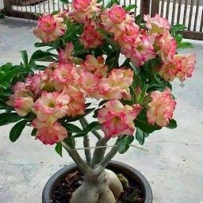 Пустынная роза адениум