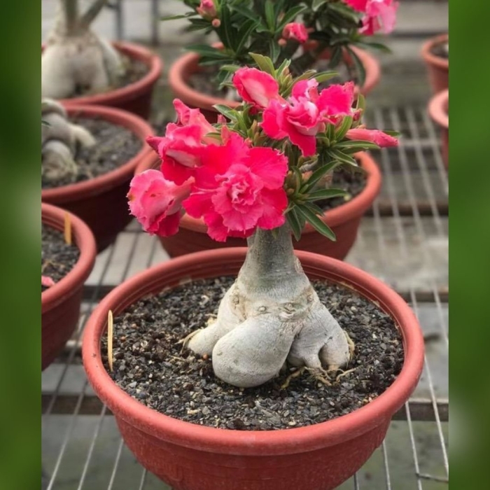 Адениум камелия