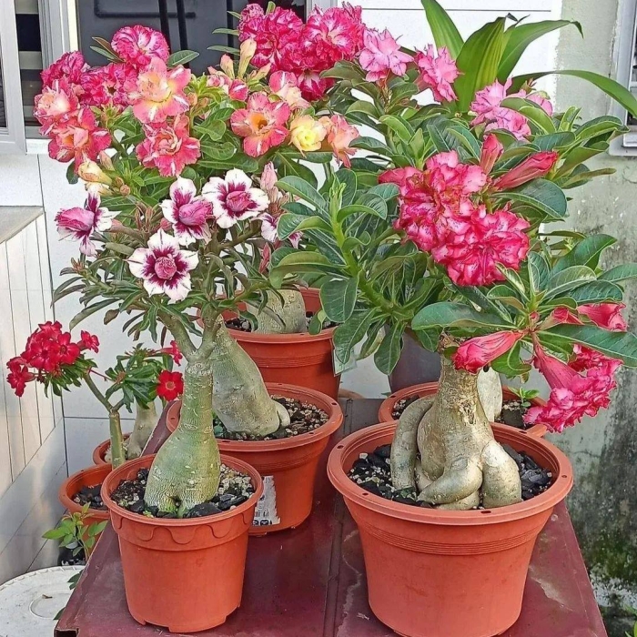 Адениум обесум микс