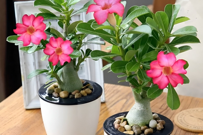 Роза пустыни комнатный цветок