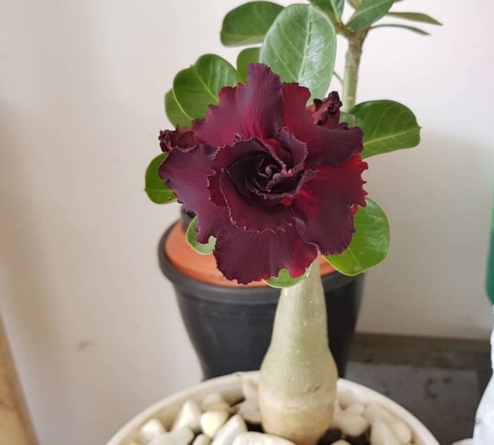 Адениум обесум(роза пустыни)