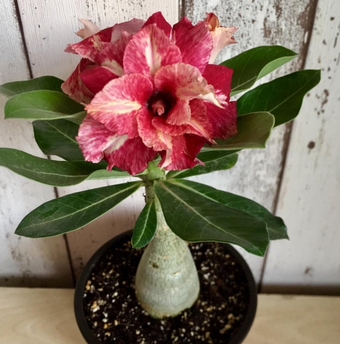 Адениум махровый