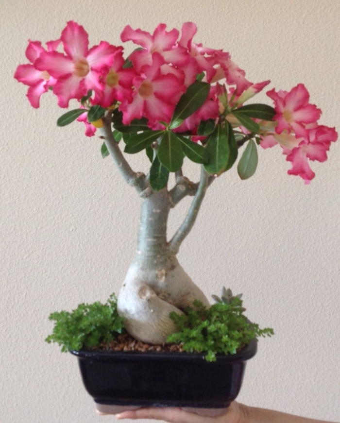 Адениум комнатный цветок