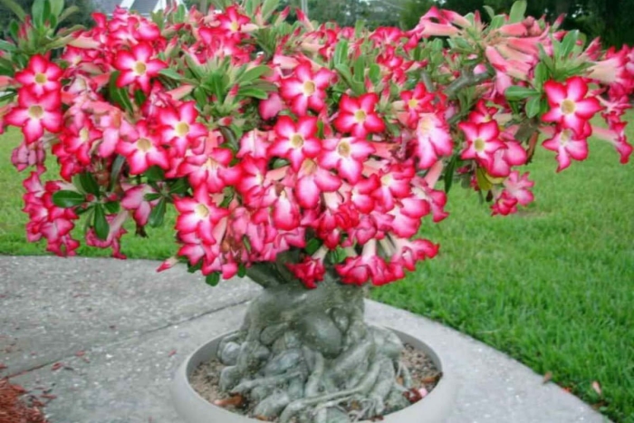 Адениум rose leaf