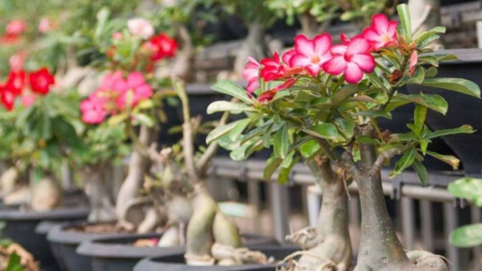 Адениум в домашних условиях