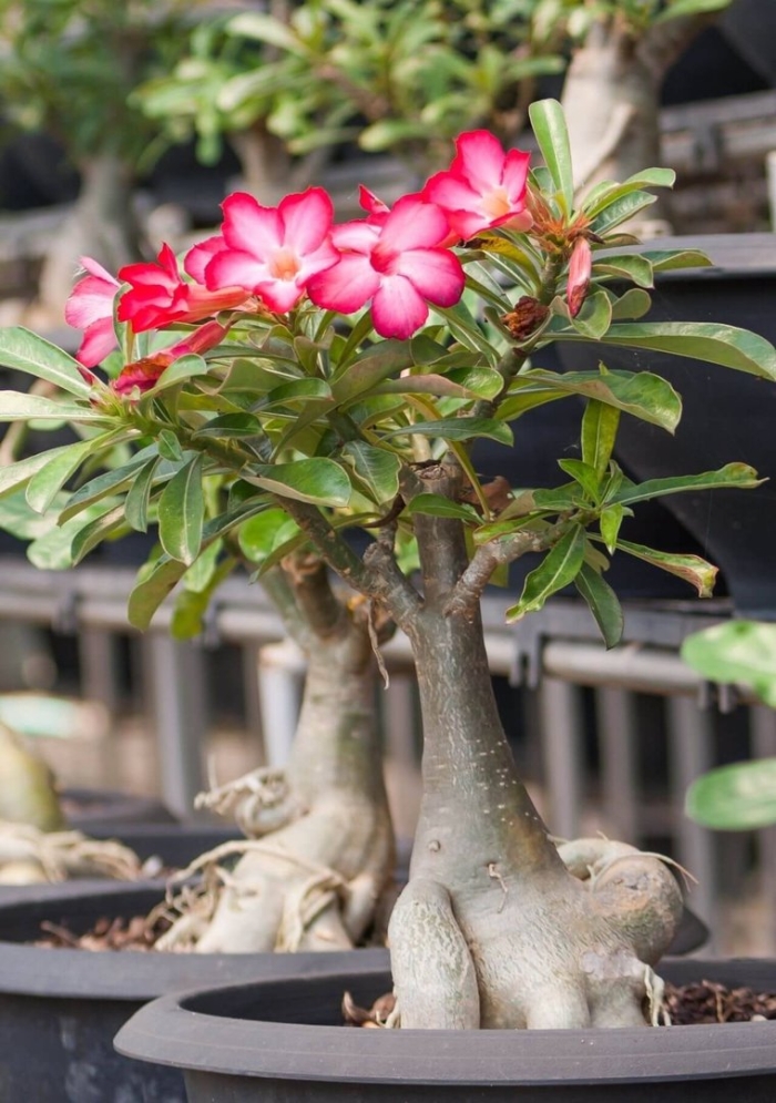 Адениум обесум роза пустыни