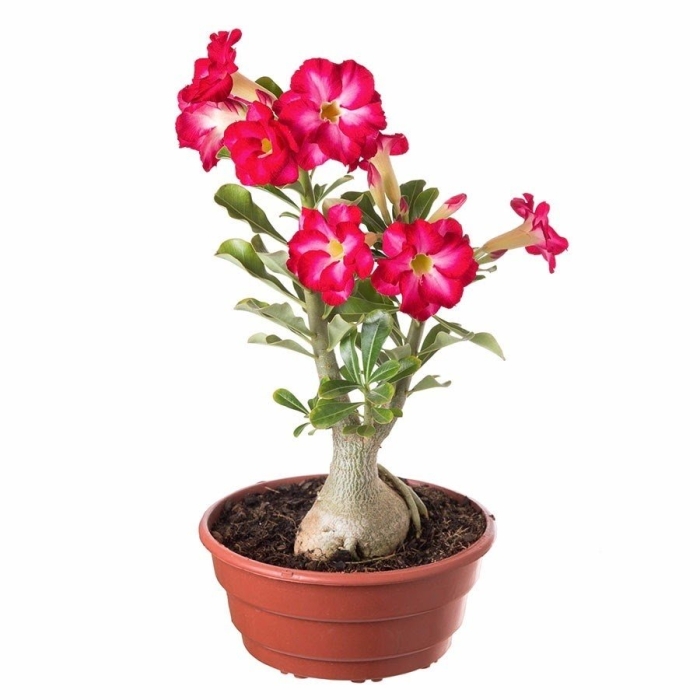 Цветок адениум пустынная роза