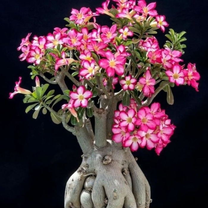 Адениум в домашних условиях