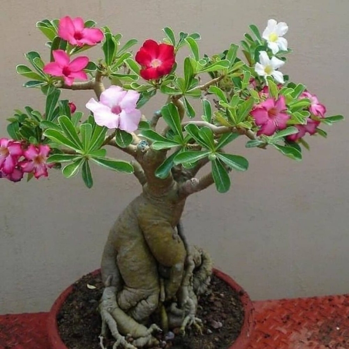 Адениум цветок комнатный