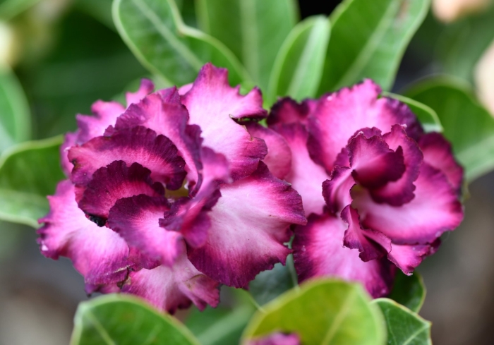 Адениум пинки