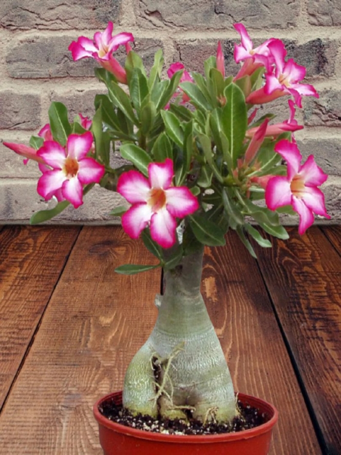 Адениум somalense