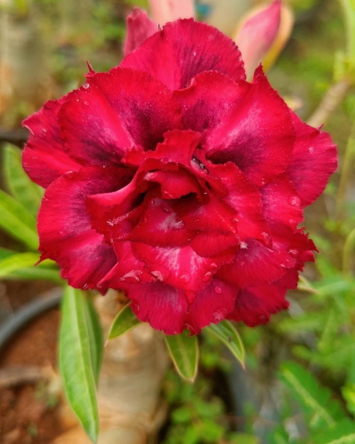 Адениум обесум махровый