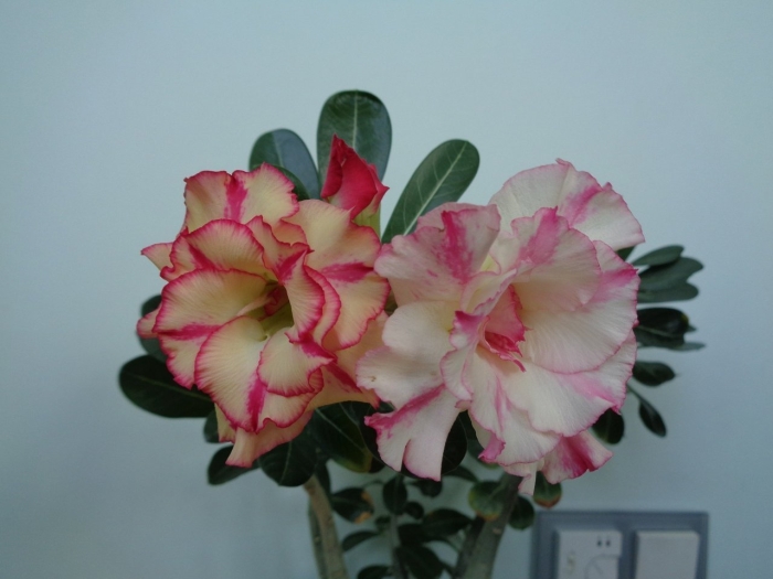 Адениум комнатный