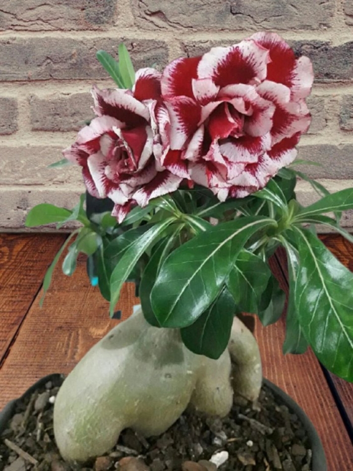 Адениум суккулент