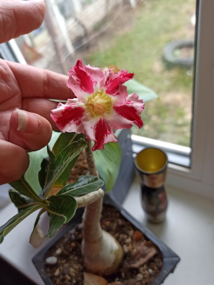 Адениум дома