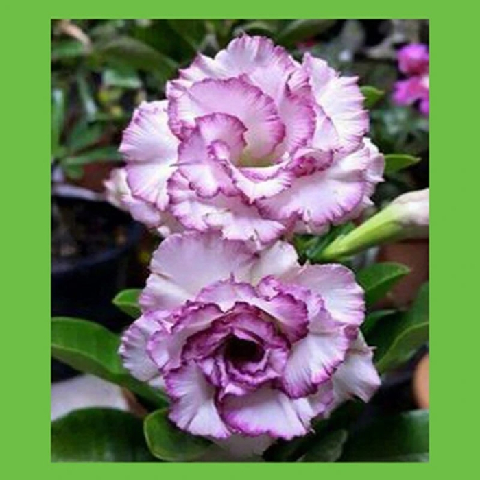 Carnation 2 адениум