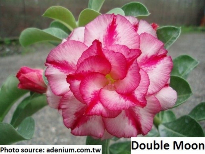 Адениум марко поло