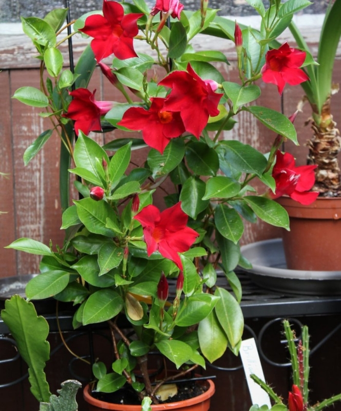 Дипладения мандевилла