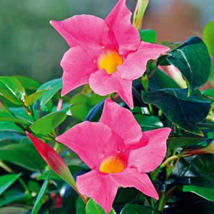 Мандевилла пинк