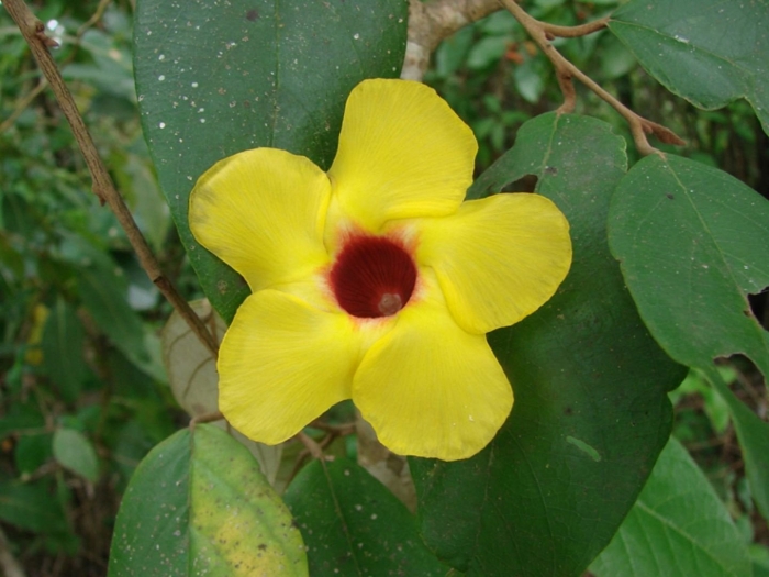 Дипладения цветок