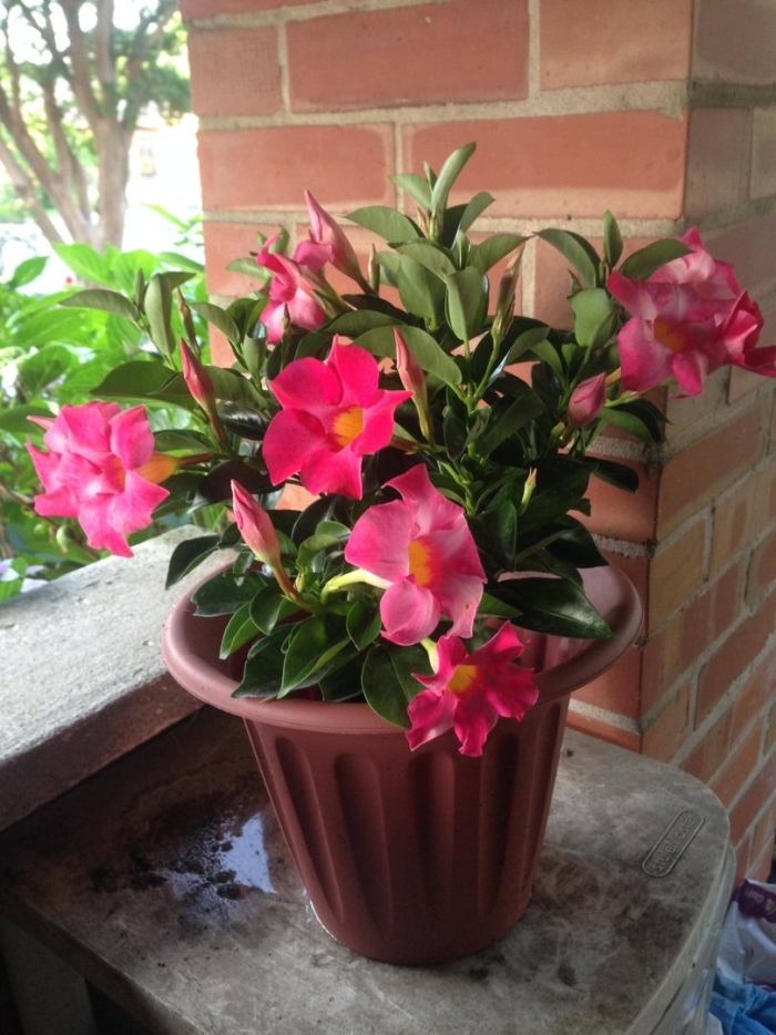 Дипладения мандевилла